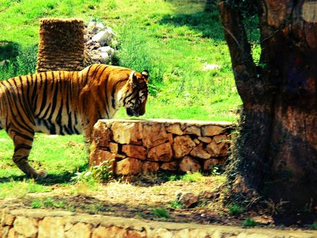 Salento holidays : zoo safari