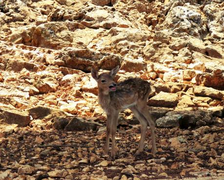 Salento holidays : zoo safari