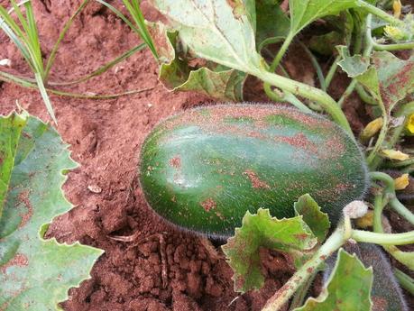 Le menunceddrhe te santu tunatu Meloncelle o Caroselli di San Donato di Lecce