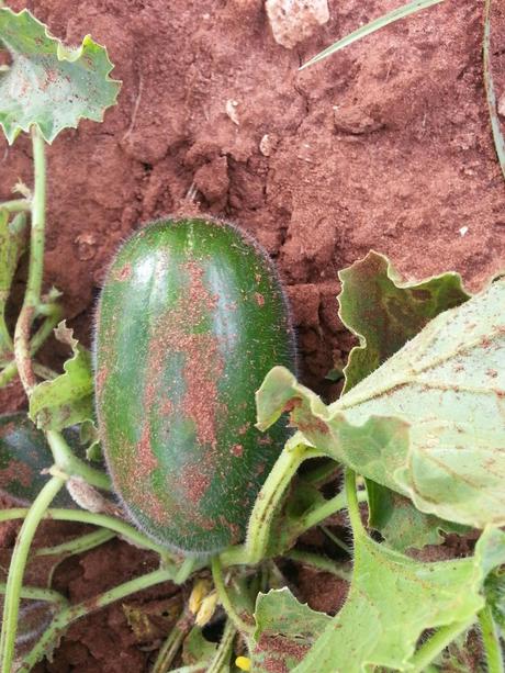 Le menunceddrhe te santu tunatu Meloncelle o Caroselli di San Donato di Lecce