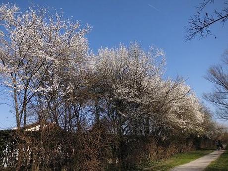 Viale alberato nel parco di Martellago