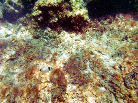 Salento underwater