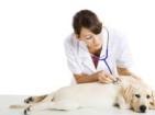 Detrazione spese veterinarie animali domestici: quanto valgono come indicarle
