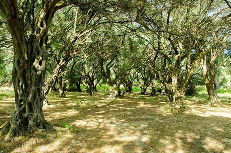 Albania 21: L'occhio blu