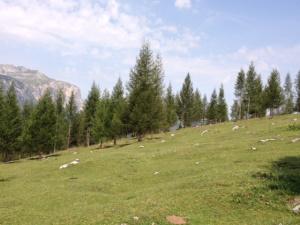 Un alpeggio sotto la Varella - San Cassiano (foto personale) 