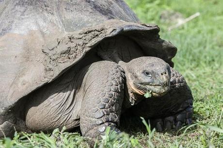 tartaruga-gigante-galapagos