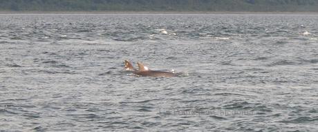 Delfini a Chanonry Point