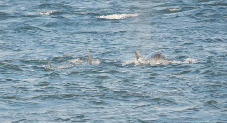 Delfini a Chanonry Point