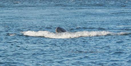 Delfini a Chanonry Point