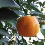 samsung-galaxy-alpha-7