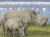 Sudafrica /Proteggere rinoceronti bracconieri intramandabile