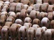 Elezioni “Fondo degli Italiani”