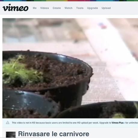 gs725_video-rivasare-le-carnivore