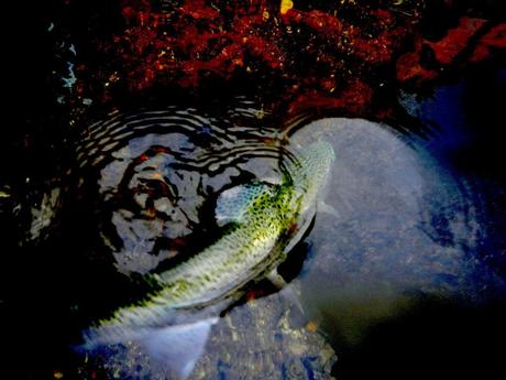 Rainbow Trout fighting...