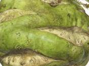 natura disegnata Asuka Hishiki