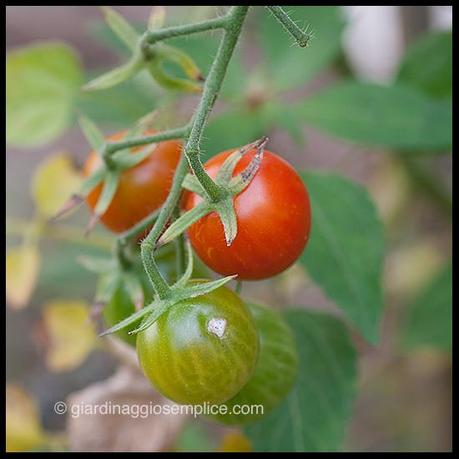 gs720_pomodoro-ciliegino