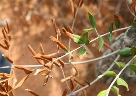 Una volta riscontrati i sintomi di una possibile presenza di Xylella, la cosa migliore da fare è mettersi in contatto con gli ispettori fitosanitari (inviando una mail all’indirizzo a.delledonne@regione.puglia.it), indicando la posizione esatta del ter...