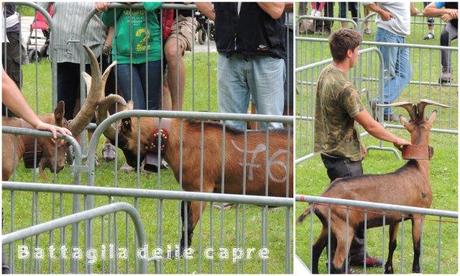 Battaglia delle capre, Issime 2014