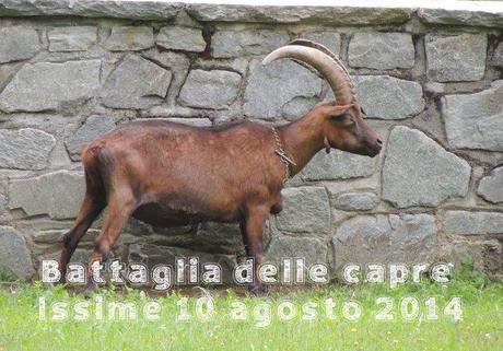 Battaglia delle capre, Issime 2014