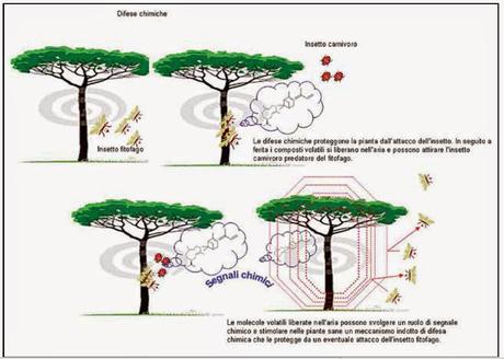 Ruoli ecologici e applicazioni di oli essenziali per l’ottenimento della difesa delle piante di olivo sane e quindi non infettate da “XYLELLA FASTIDIOSA subspecie pauca ceppo CoDiRO COMPLESSO DEL DISSECCAMENTO RAPIDO DELL’OLIVO