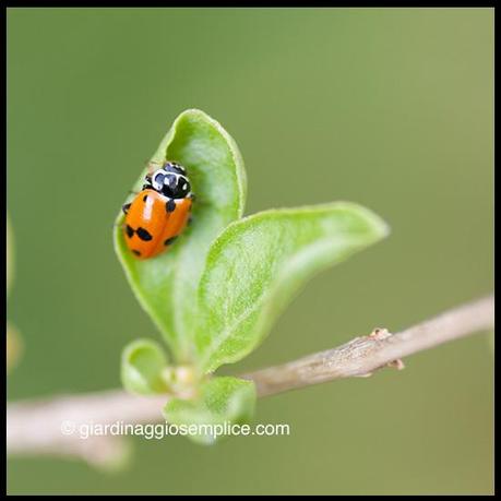 gs719_coccinella-su-pianta-di-goji