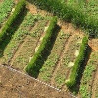 Vetiver agricoltura Maninchedda rischio idrogeologico