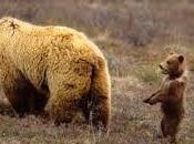 L'Orso Bruno Daniza