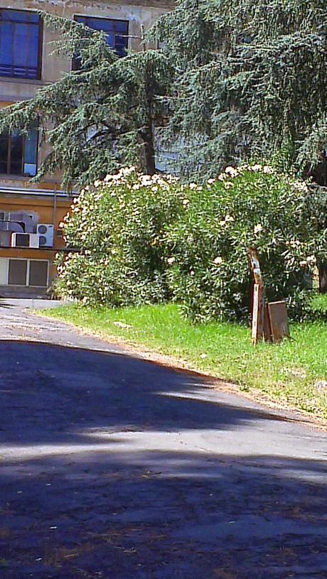 Le condizioni dell'Ospedale Forlanini. Un vanto, un nosocomio modello a livello mondiale negli anni Trenta. Oggi in abbandono