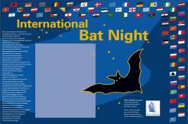 Bat Night