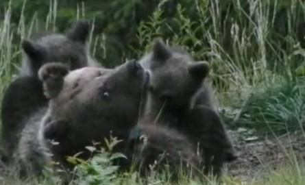 L’orsa Daniza: braccata dallo Stato per aver difeso i suoi cuccioli