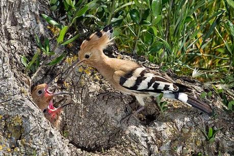 I cacciatori del vettore di “XYLELLA FASTIDIOSA subspecie pauca ceppo CoDiRO ovvero gli Uccelli (Avifauna) che mangiano gli insetti negli oliveti del Salento leccese