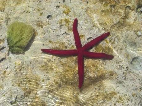 Parure del mare: perché le stelle non stanno solo in cielo