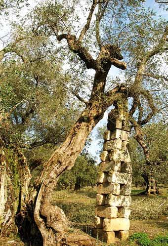 Olivi - Cultura Salentina del III MILLENNIO