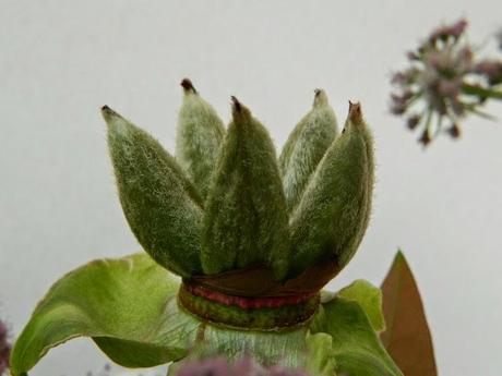 Una corona per Maggio al Poggio