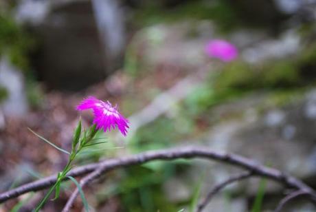 Valle del Silla, fiori