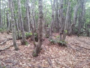 La pietra sulla cima del monte Orsigna