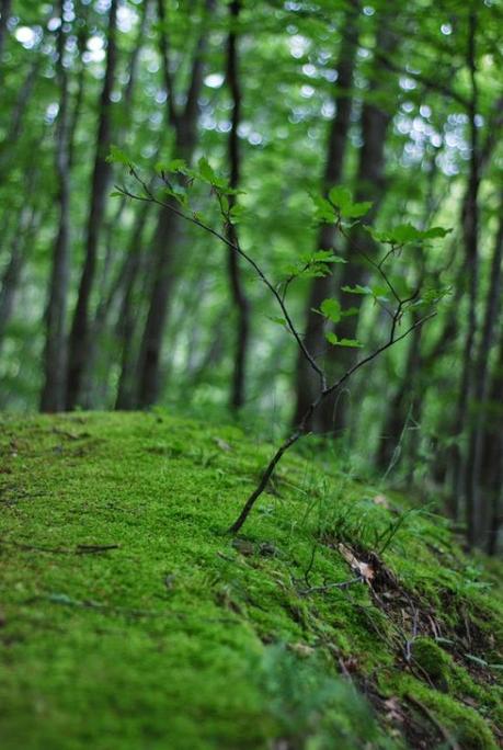 Un giovane albero