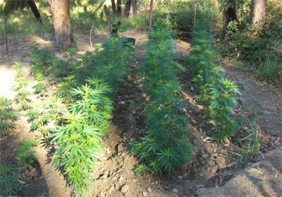 Cirò, rinvenuta piantagione con 95 piante di marijuana