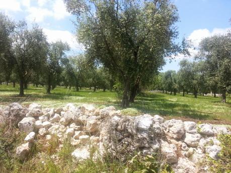 [......] la mia visione del paesaggio: un sistema vivente.