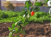 Fabio Zollino coltivato successo Goji (Lycium barbarum) Muro Leccese (Lecce)