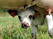 mucca patisce mungitura “eccetto” vitello!