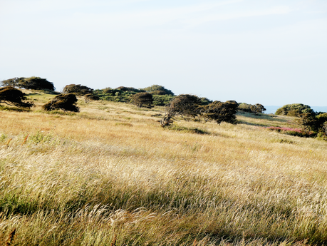 Alberi a Beachy Head