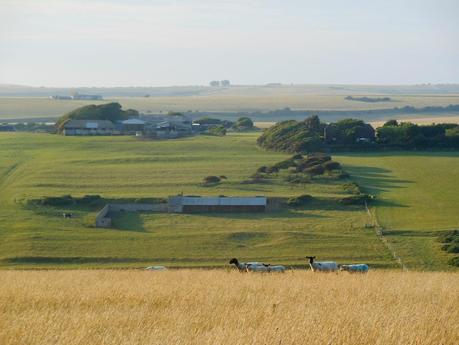  I downs di Beachy Head al tramonto e i suoi maggiori abitanti 