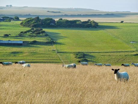  I downs di Beachy Head al tramonto e i suoi maggiori abitanti 