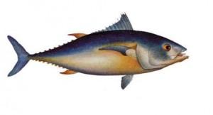In gravidanza evitare di mangiare tonno