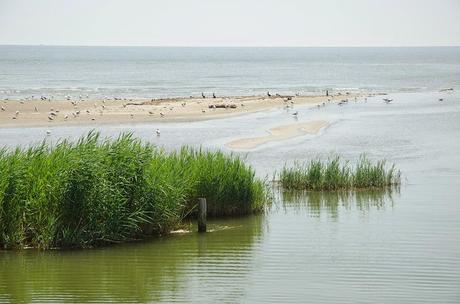 Delta del Po 3: Dove finisce il fiume