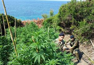 Coltivava piantagione di marijuana, un arresto a Isola Capo Rizzuto