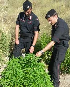 Coltivava marijuana in un bosco: arrestato 42 enne cutrese