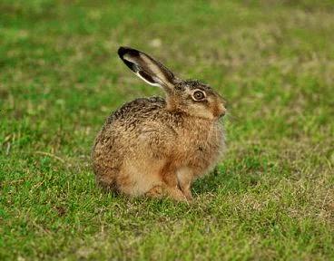 IL MIO BUNNY