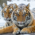 Recensione: Il ciclo di Cthulhu (Vol. 1), di Robert E. Howard Avatar Image